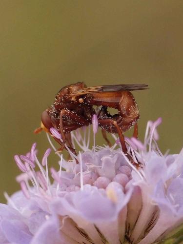 Réf. 288 299 : Sicus ferrugineus